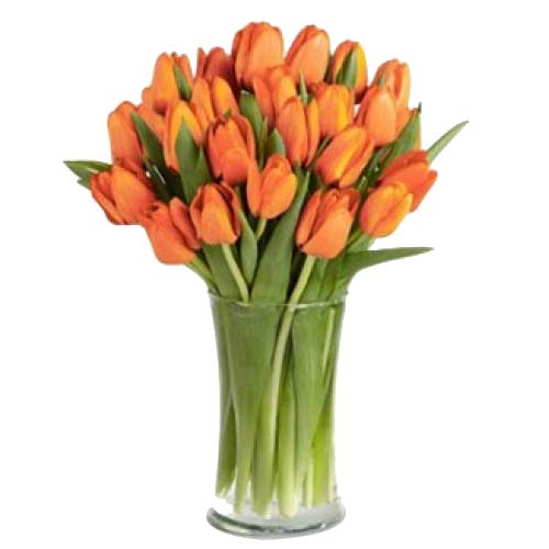 Exquisite Display of Fresh Orange Tulips