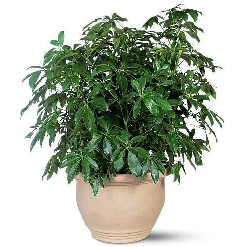 Attractive Indoor Arboricola House Plant