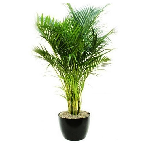 A classic gift, this Cheerful Collection of Areca ......  to Mina Saqr