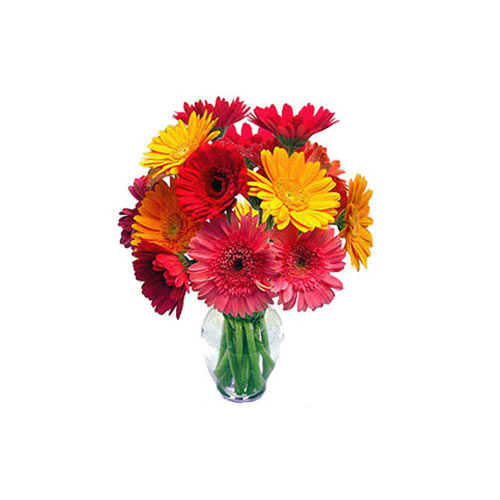 Incomparable Springtime Duet Twelve Gerberas Bouquet