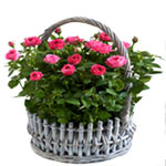 Lovely Pink Rose Wicker Basket