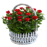 Captivating 2 Red Roses Basket with Passionate Love