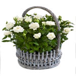 Blossoming Cream Rose Delightful Wicker Basket