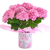 Joyful Grand Gesture Hydrangea Planter