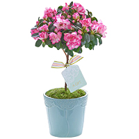 Premium Pink Azalea Plant in a Designer Teal Pot