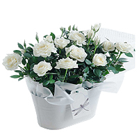 Divine Floral Planter of White Roses