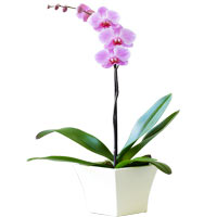 This divine single stem orchid is sleek and gracef......  to Norwich