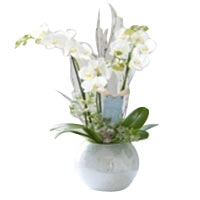 A classic gift, this Expressive Azalea Standard Pl......  to Isle of arran