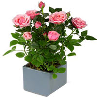 Deliver your love to your dear ones by sending the......  to Hereford