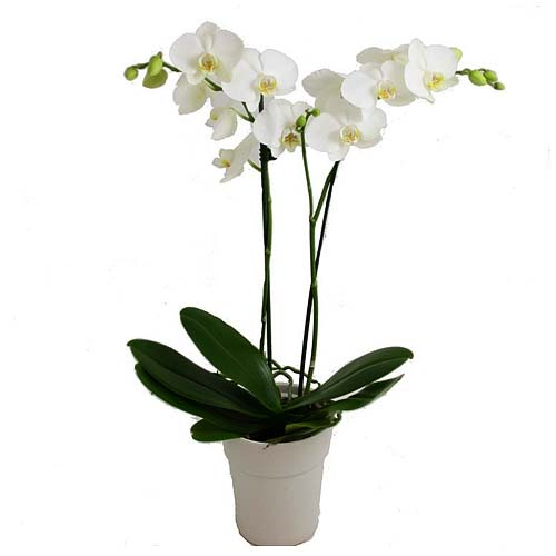 Traditional Gift of Phalaenopsis Orchid Plant