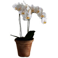 Radiant White Phalaenopsis Orchid Plant for Special Occassion