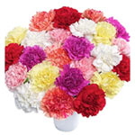 Breathtaking Bunch of 24 Multicolored Carnations