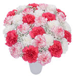 Charming Bouquet of 30 Pink and White Carnations