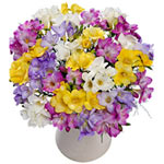 Delightful Bunch of 30 Multicolored Long Stem Freesias with Greens