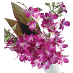 Extravagant Bouquet of 10 Long Stemmed Fuchsia Dendrobium Orchids