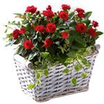 Brilliant Red Rose Plants Basket