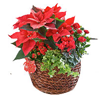 Bright Festive Looking Plant Basket