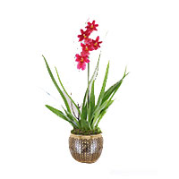 Bright Red Long-lasting Cambria Orchid Plant