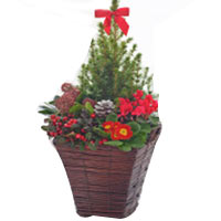 Aromatic Large Outdoor Festive Planter