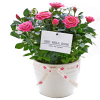 Seasonal Best N Perfect Pink Rose Plant