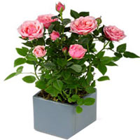 Stunning Composition of Pink Rose Plant in a Planter