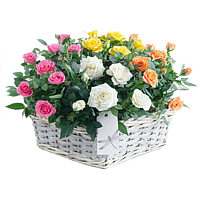 Luminous Basket of Mix Color Roses