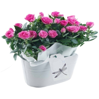 Glorious Display of Pink Color Roses in a Bucket