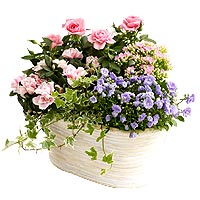 This soft washed, oval basket is filled with a bea......  to St. Andrews