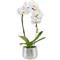 The incredibly sleek cascade orchid is the height ......  to Birmingham