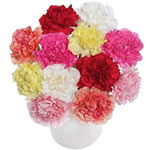 Divine Bunch of a Dozen Carnations