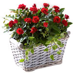 Send this Brilliant Red Rose Plants Basket that ad......  to Chester