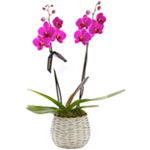 Classic Planting of Two Orchid Stem in a Woven Basket