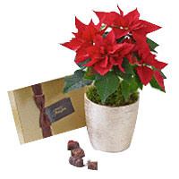 Traditional Poinsettia Pot with Chocolates