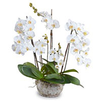 Impressive White Winter Orchid Garden