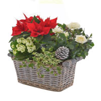 Captivating Christmas Planted Basket With Chocolates
