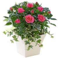 Cheerful Beginning of Love Rose Planter