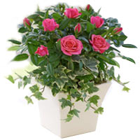 Make your celebrations grander with this Cheerful ......  to Newcastle