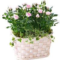 Dapple your dear ones with your love by sending th......  to Holyhead