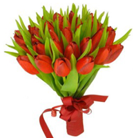Aromatic Blooming Love Tulip Flowers Bunch