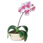 Orchid Falinopsis