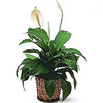 Spathiphyllum Plant