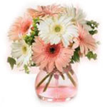 Elegant Mixed Christmas White and Pink Gerberas Arrangement