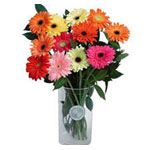 Gerbera Daisy