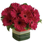 Grand Gerberas