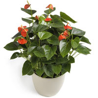 White Anthurium Plant