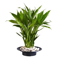 Captivating Dracaena Sanderiana Plant