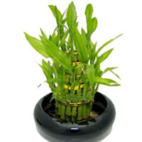 Fascinating Dracaena Sanderiana Plants