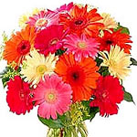 Colorful Gerbera  Bouquet