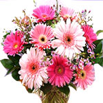 12 Pink Gerbera