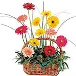 Multicolor Gerbera basket